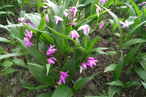 白芨种植技术