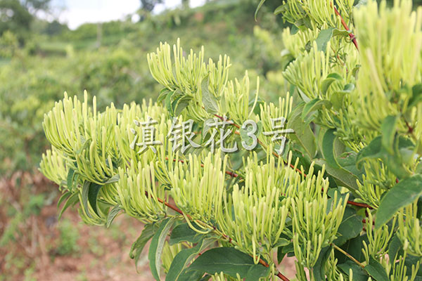 金银花的药用价值