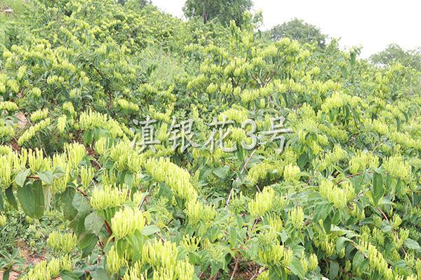 金银花烘干