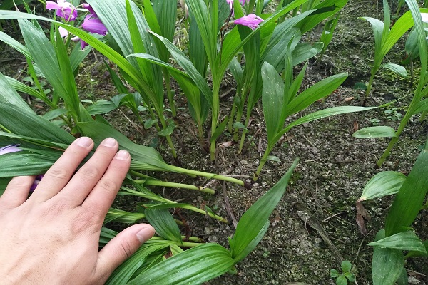 白芨种植前景