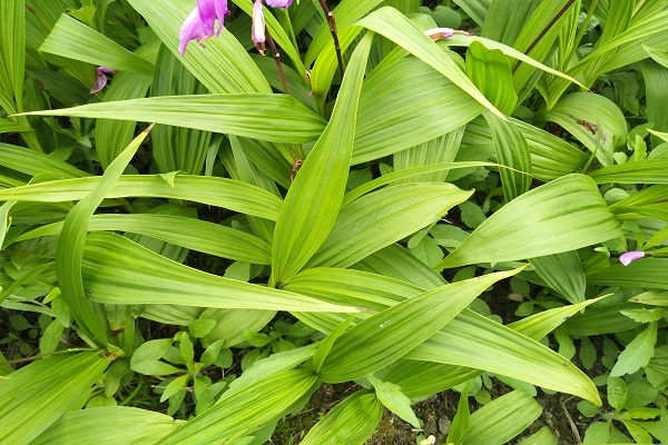 紫花三叉白芨大苗