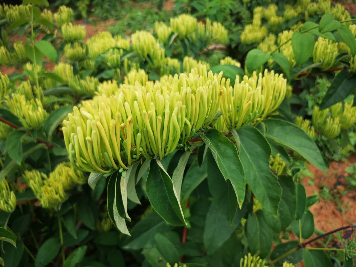 金银花种植