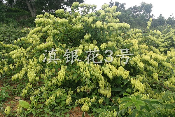 金银花功效