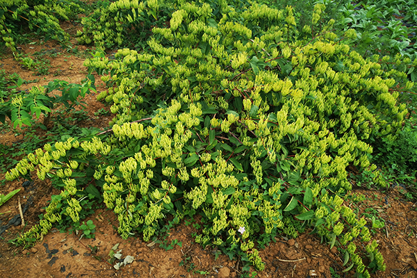 金银花种植基地