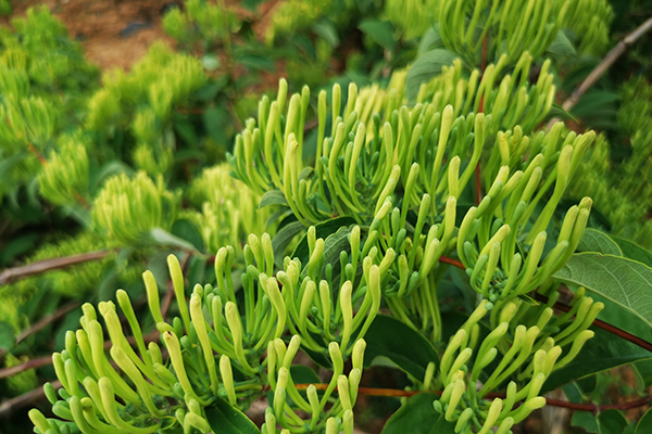 金银花种植