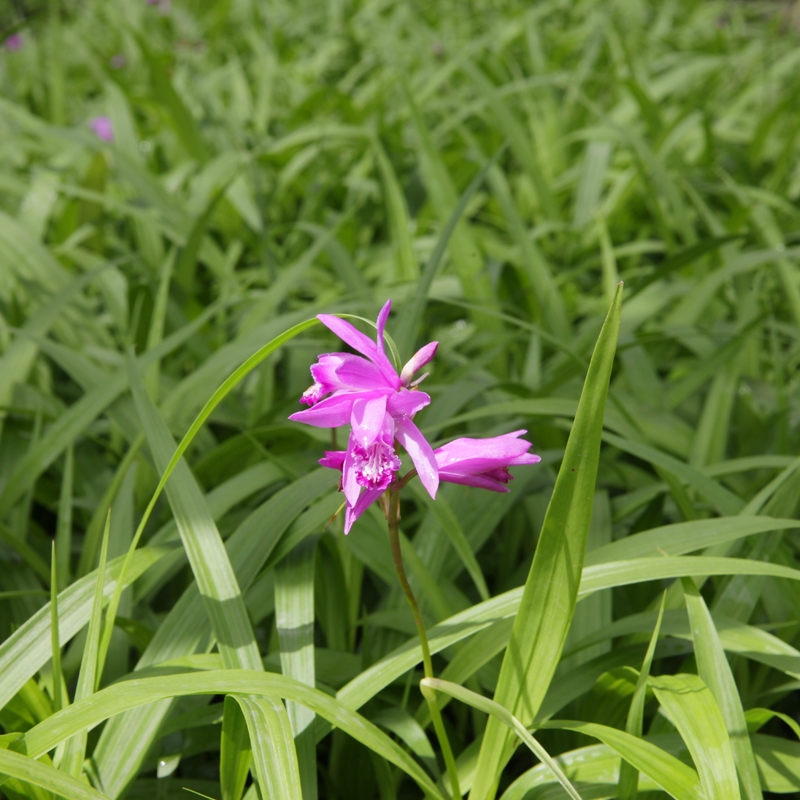 白芨种植