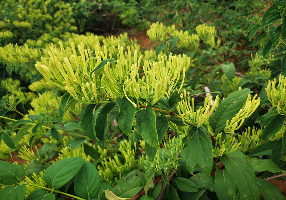 金银花种植