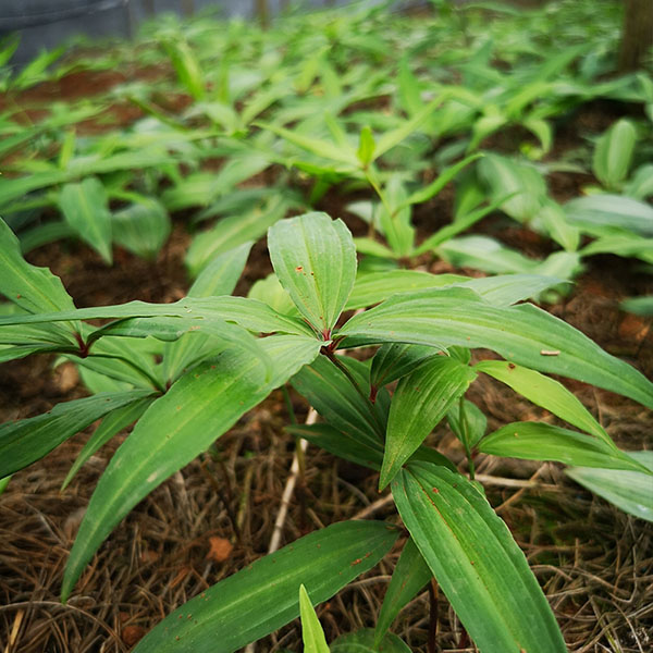 黄精种植