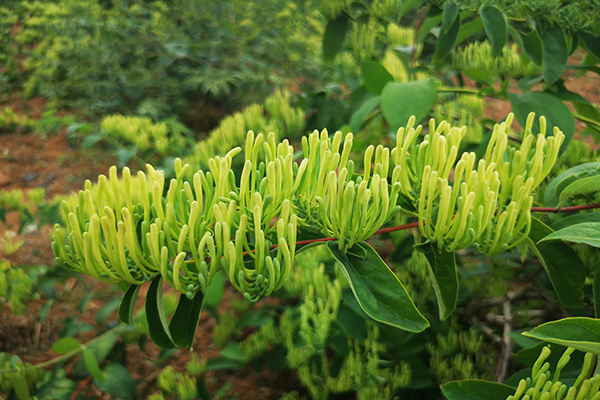 金银花价格