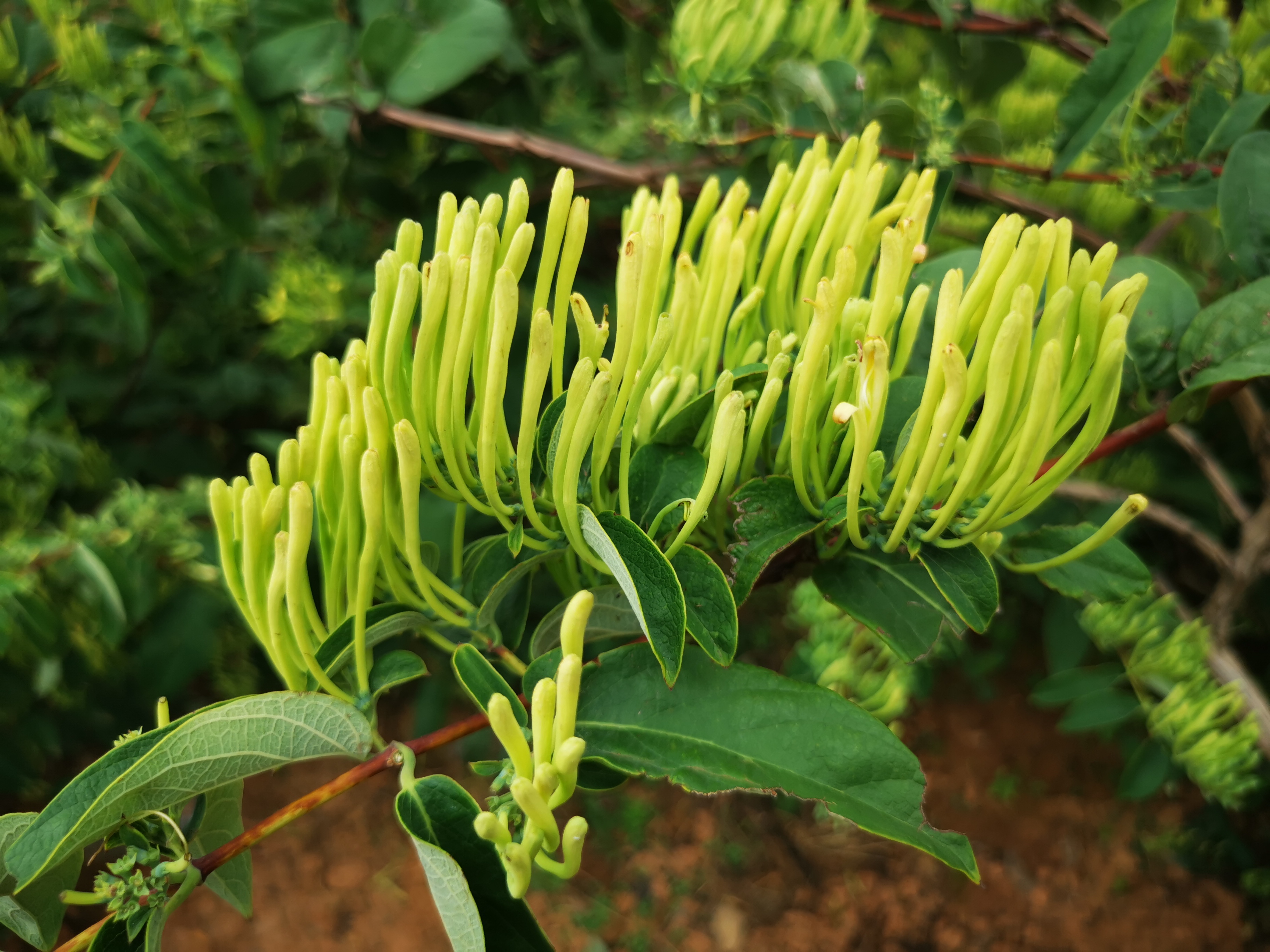 金银花种植