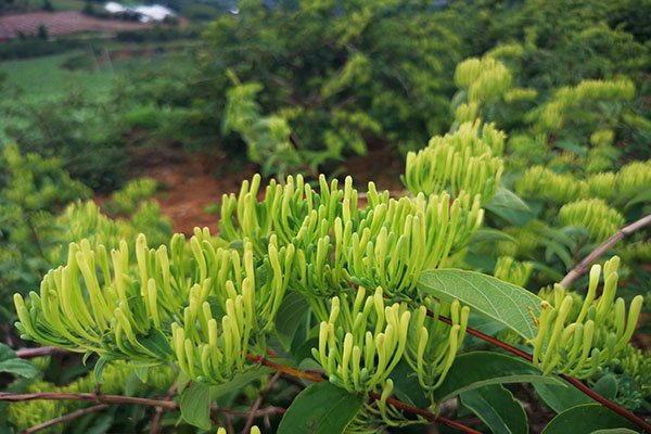 金银花种植