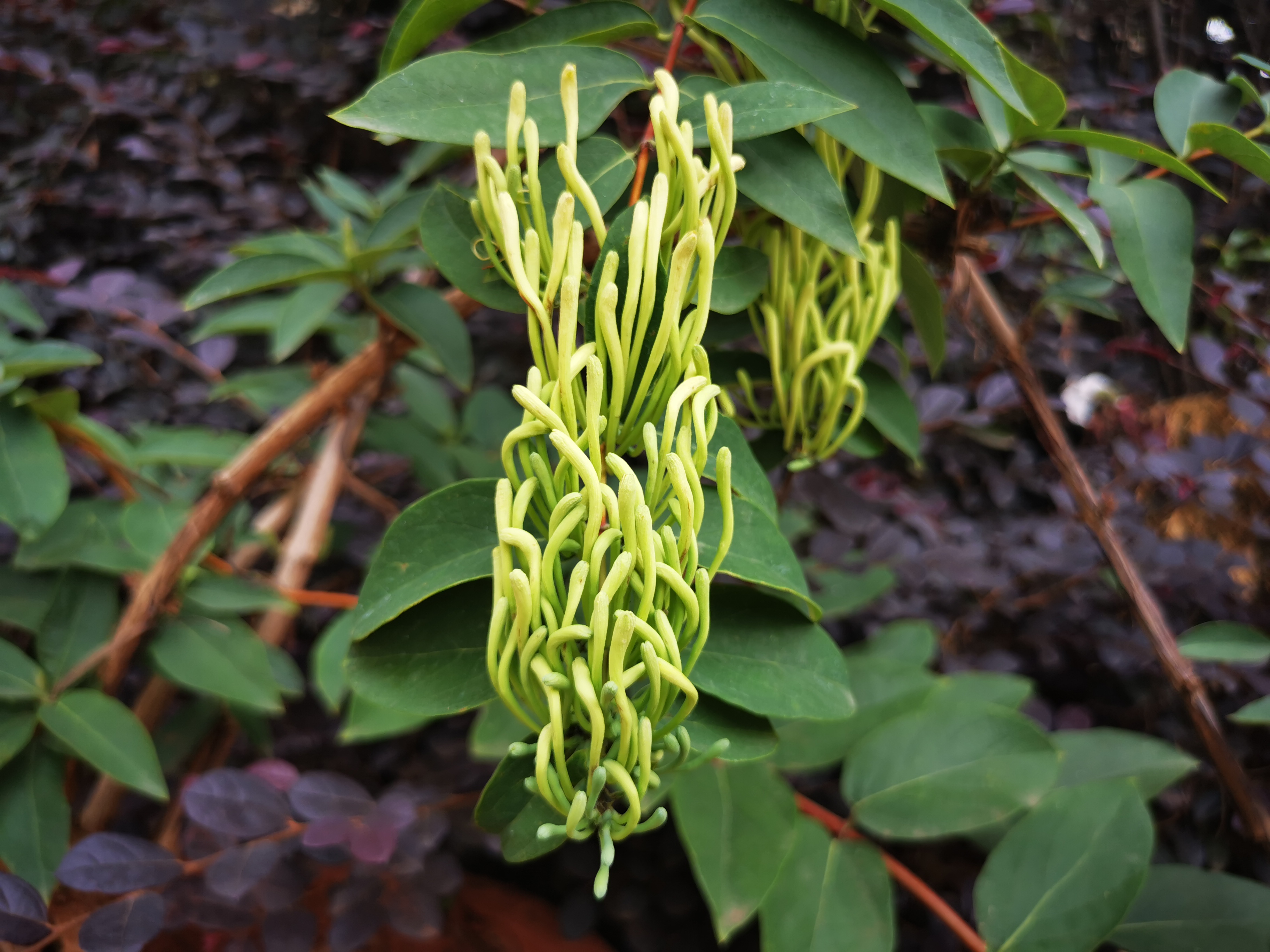 金银花价格