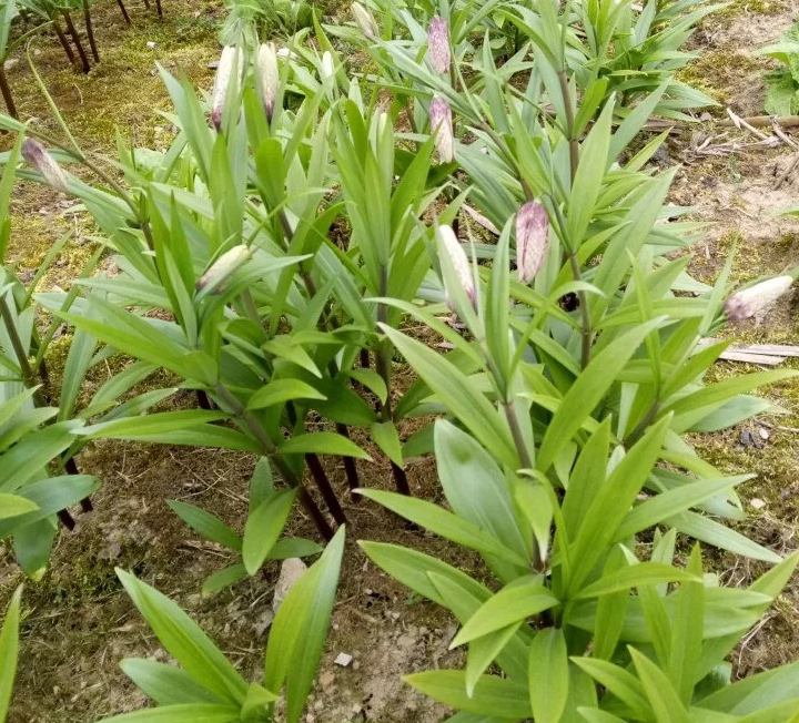 川贝母种植