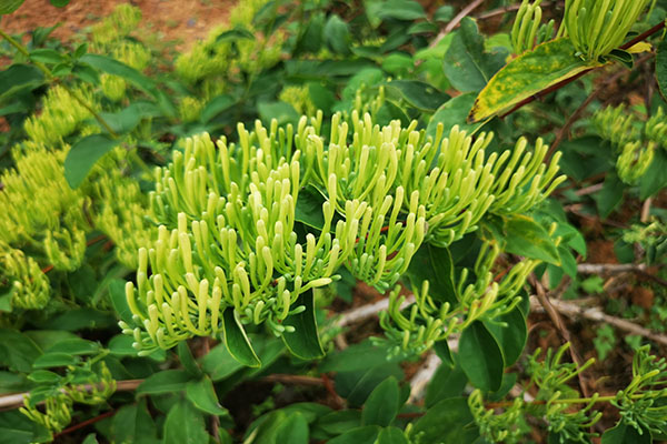 金银花种植