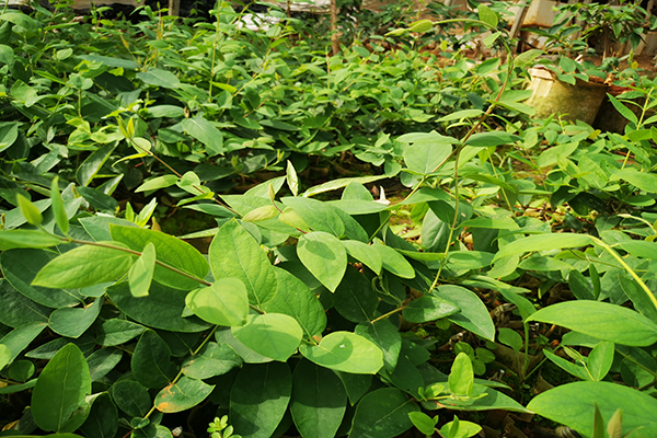 金银花培育基地