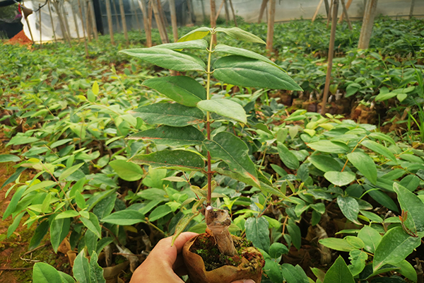 金银花种植技术