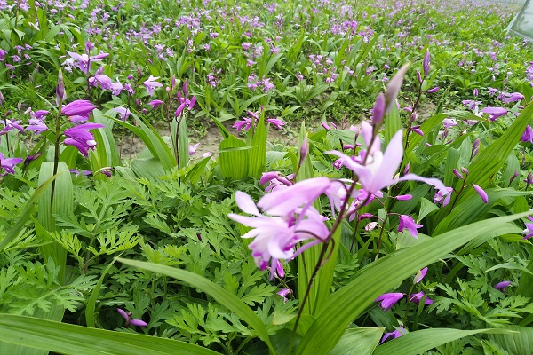 白芨种植