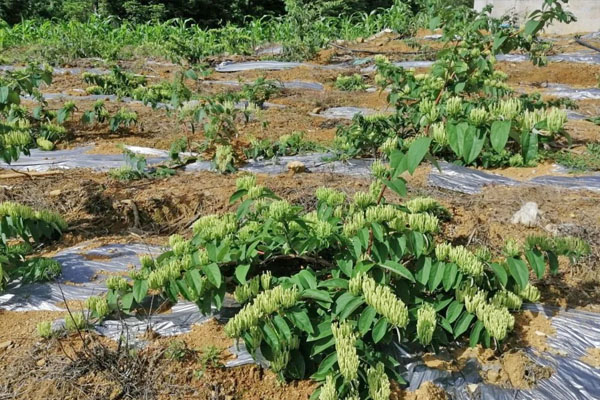 去年6月中旬种植的滇银花3号