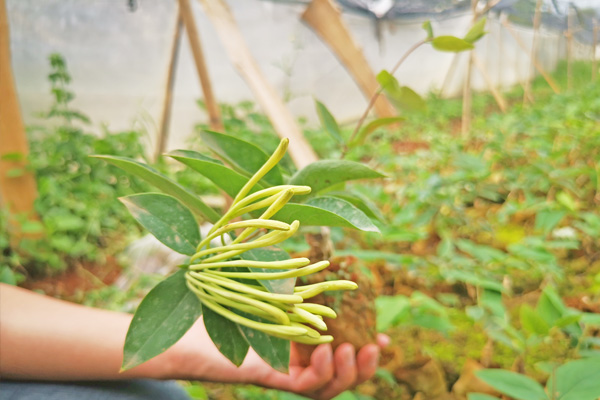 金银花种苗