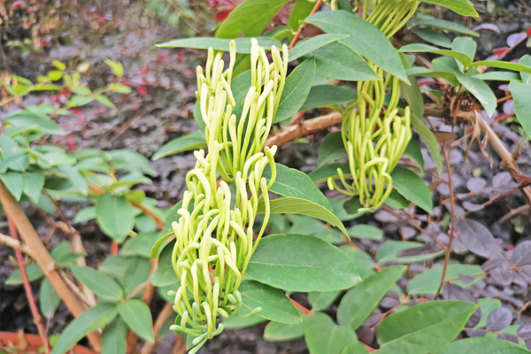 金银花种植