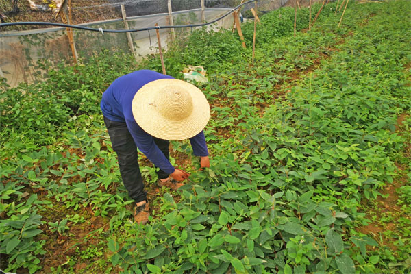 金银花种植