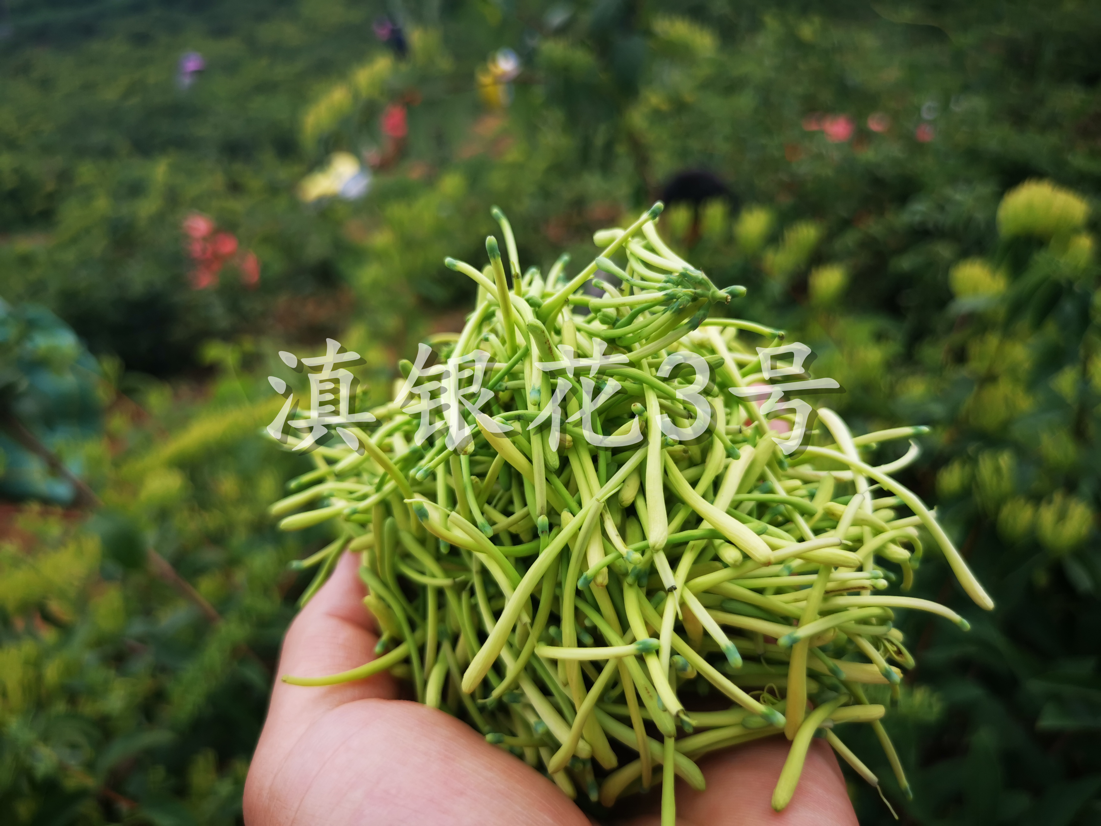 云南金银花种植