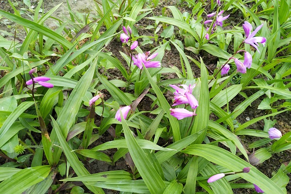 白芨种植技术