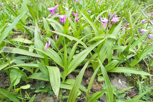 云南白芨种植