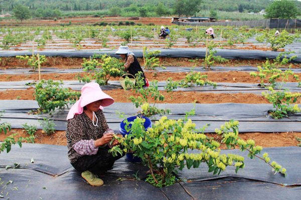 金银花采收