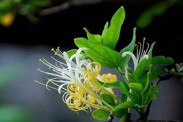 金银花育苗基地