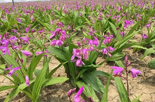 昆明中药材种植