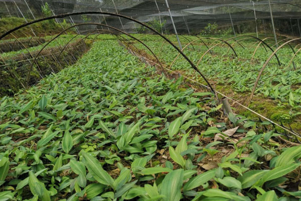 黄精种植前景怎么样