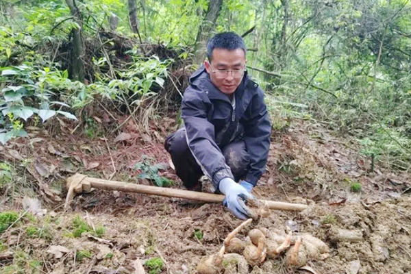 贵州中药材种植