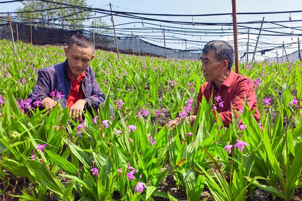 云南白芨种植