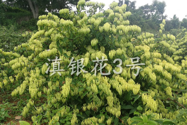 金银花病虫害