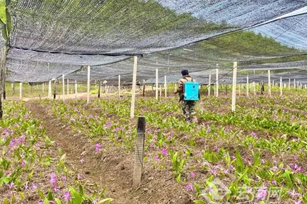 云南白芨种植