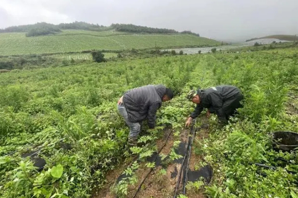 云南中药材种植