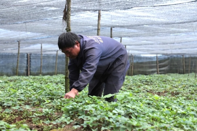 云南中药材种植