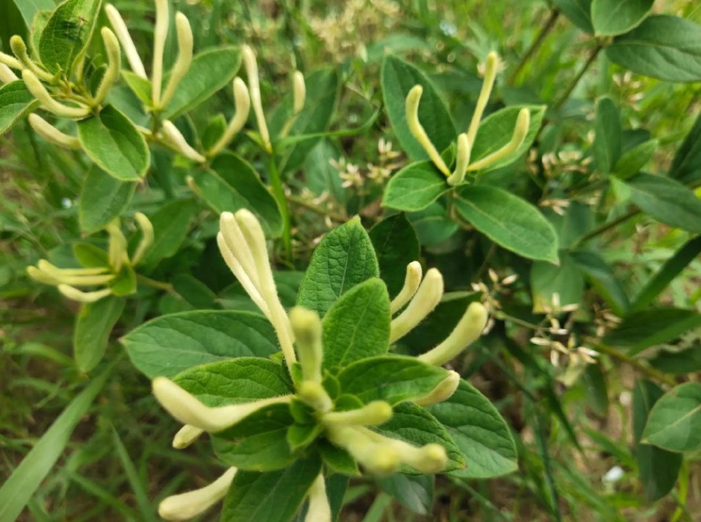 金银花种植