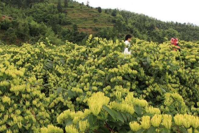 金银花采摘