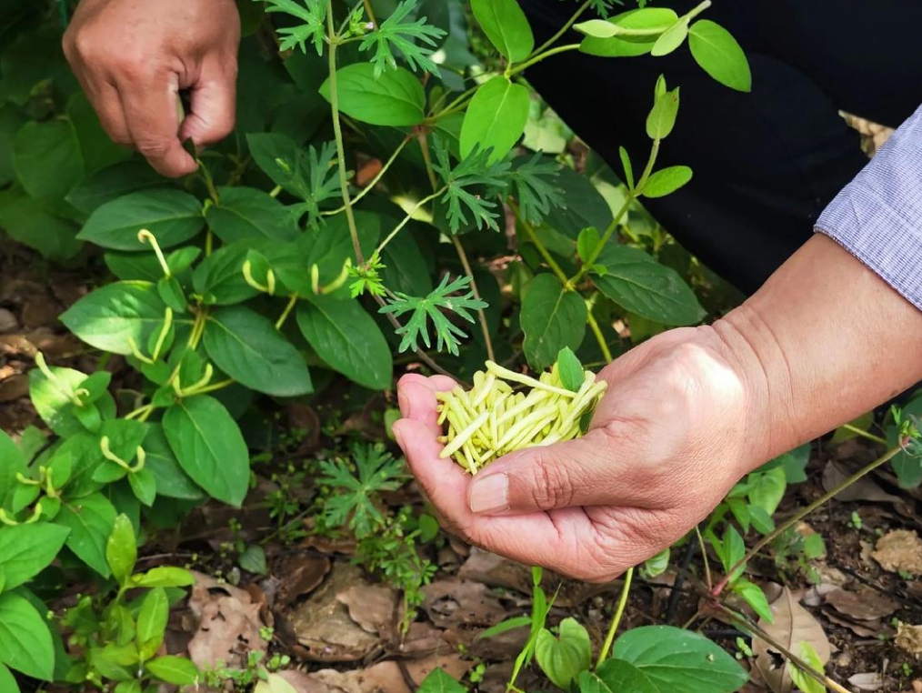 金银花价格