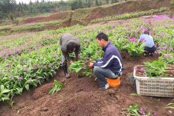 白芨种植