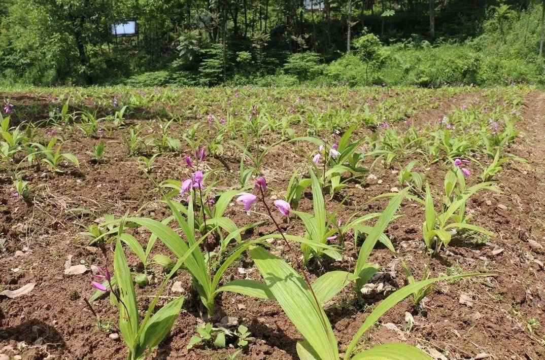 白芨种植